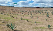 Mejora siembra de agave imagen urbana de Reynosa