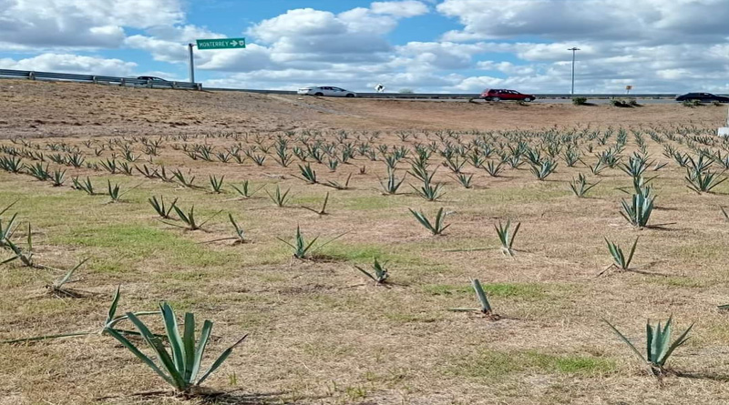 Mejora siembra de agave imagen urbana de Reynosa