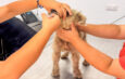 Brigada Médica “Patitas Seguras” ofrecerá atención gratuita para mascotas en Reynosa