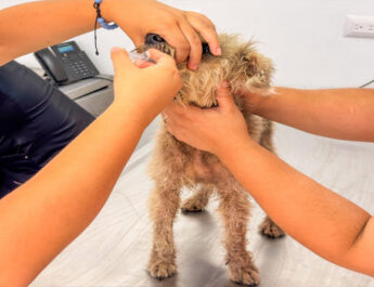 Brigada Médica “Patitas Seguras” ofrecerá atención gratuita para mascotas en Reynosa