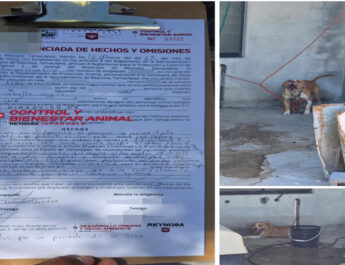 Atiende Gobierno de Carlos Peña Ortiz reporte de animal maltratado en Villas del Roble
